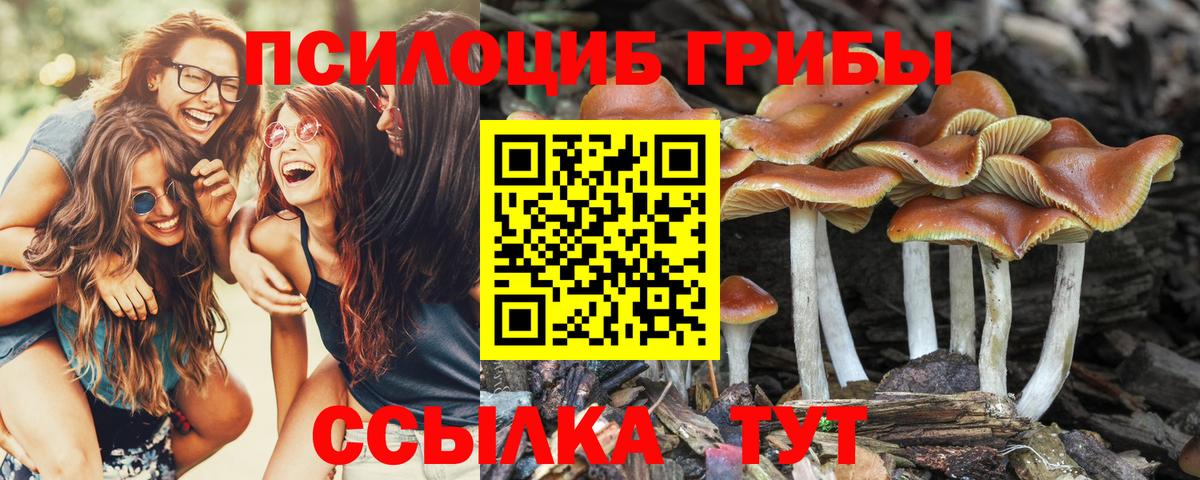 Галлюциногенные грибы Cubensis  Вход с VPN  Серов 